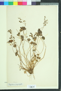 Claytonia perfoliata image