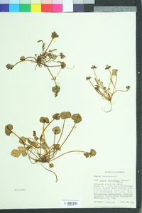 Claytonia perfoliata perfoliata image