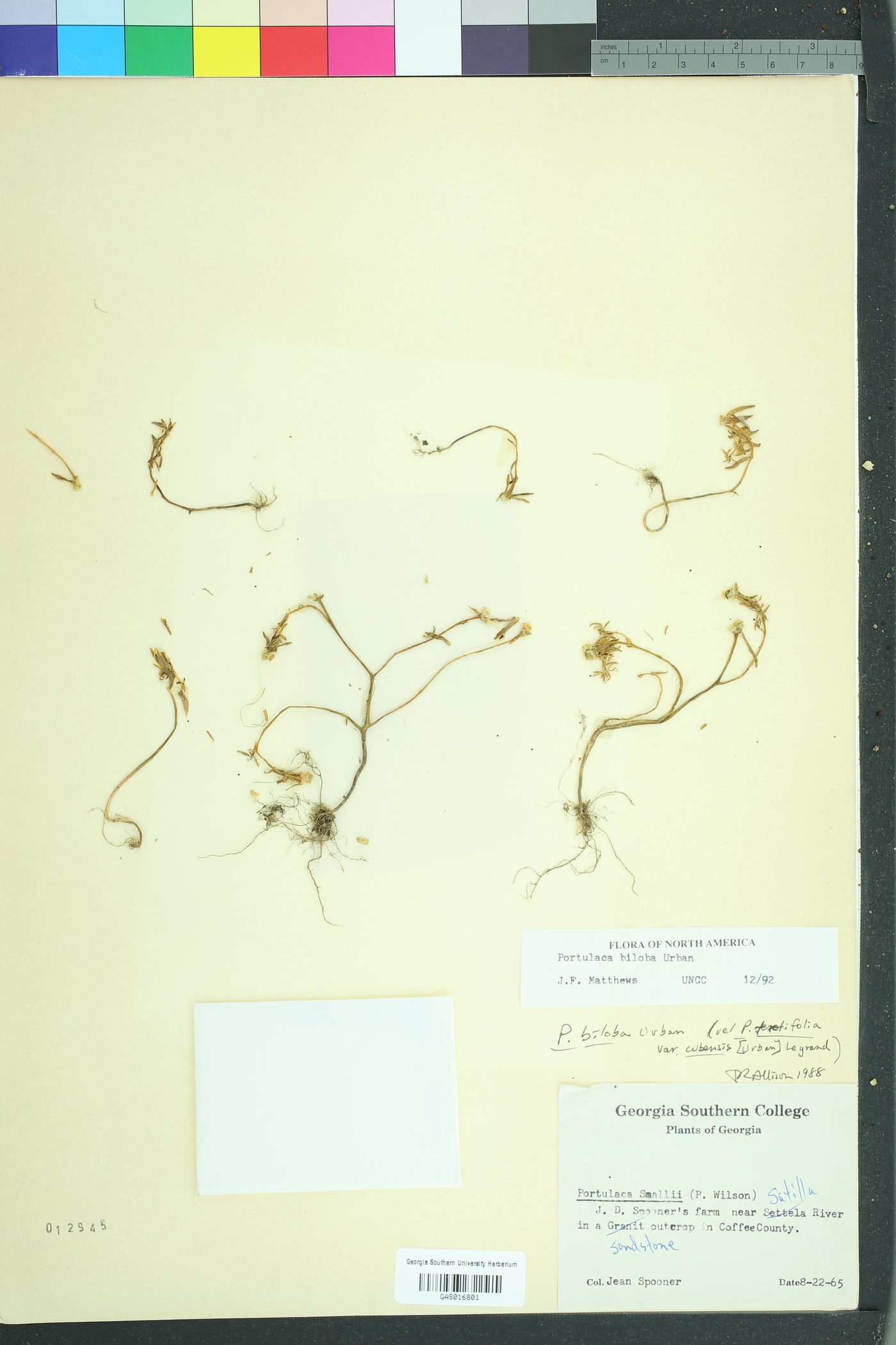 Portulaca biloba image