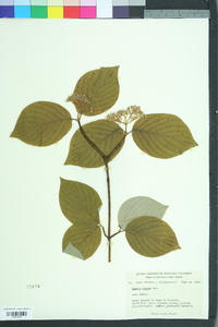 Cornus rugosa image