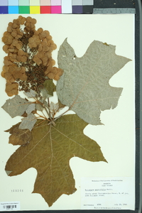 Hydrangea quercifolia image