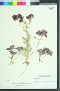 Phlox drummondii image