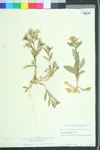 Phlox drummondii image