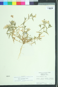 Phlox drummondii image