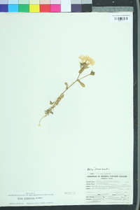 Phlox drummondii image