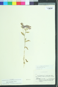 Phlox drummondii image