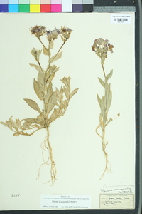 Phlox drummondii image