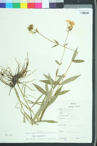 Phlox glaberrima image