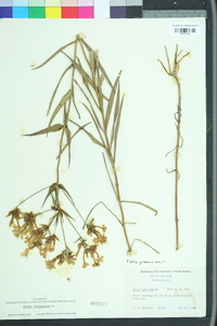 Phlox glaberrima image