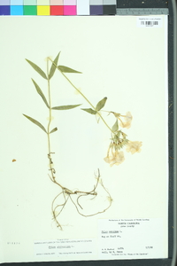 Phlox glaberrima image