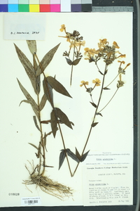 Phlox glaberrima image