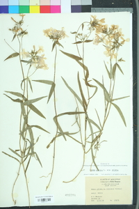 Phlox pilosa pilosa image