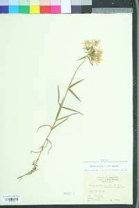 Phlox pilosa pilosa image