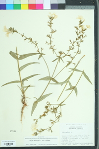 Phlox pilosa pilosa image