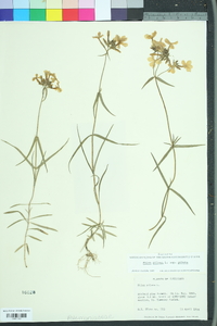 Phlox pilosa pilosa image