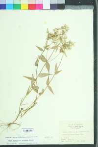 Phlox pilosa pilosa image