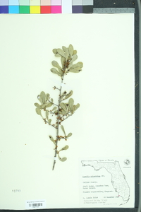 Sideroxylon celastrinum image