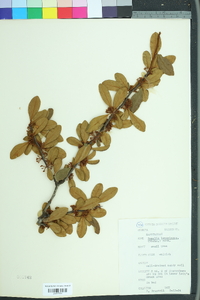 Sideroxylon lanuginosum lanuginosum image