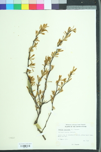 Sideroxylon lycioides image