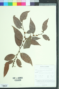 Diospyros thwaitesii image