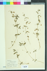 Lysimachia arvensis image