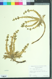 Hottonia inflata image