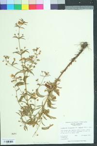 Lysimachia hybrida image