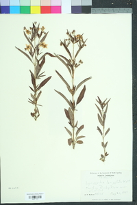 Lysimachia lanceolata image