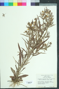 Lysimachia lanceolata image