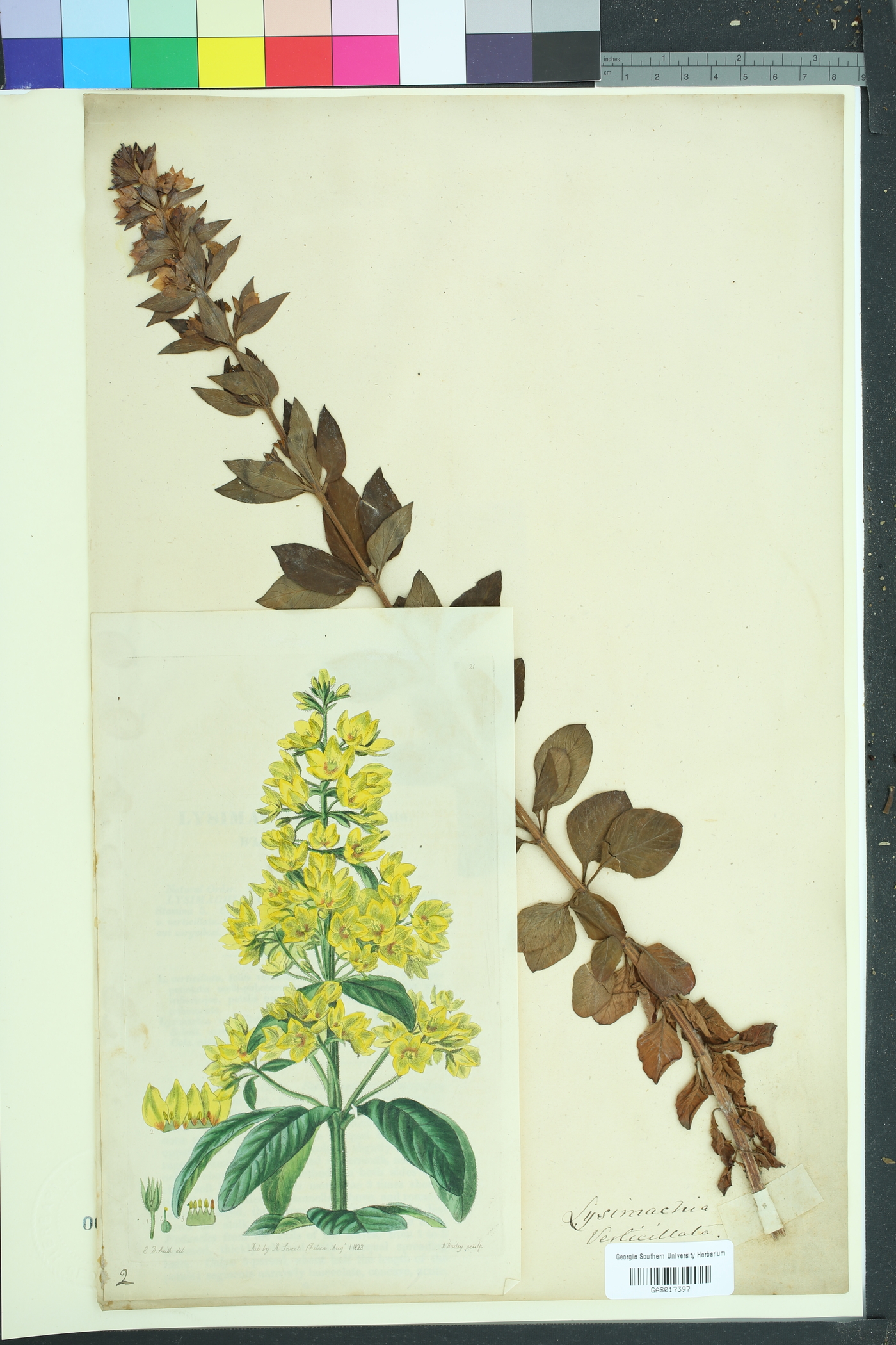 Lysimachia verticillata image