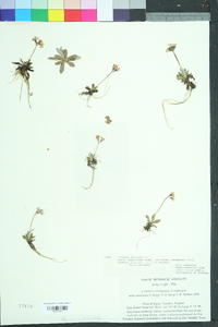 Primula laurentiana image