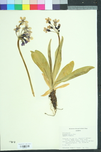 Primula parryi image