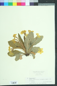 Primula vulgaris image