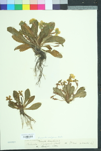 Primula vulgaris image
