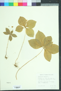 Trientalis borealis image