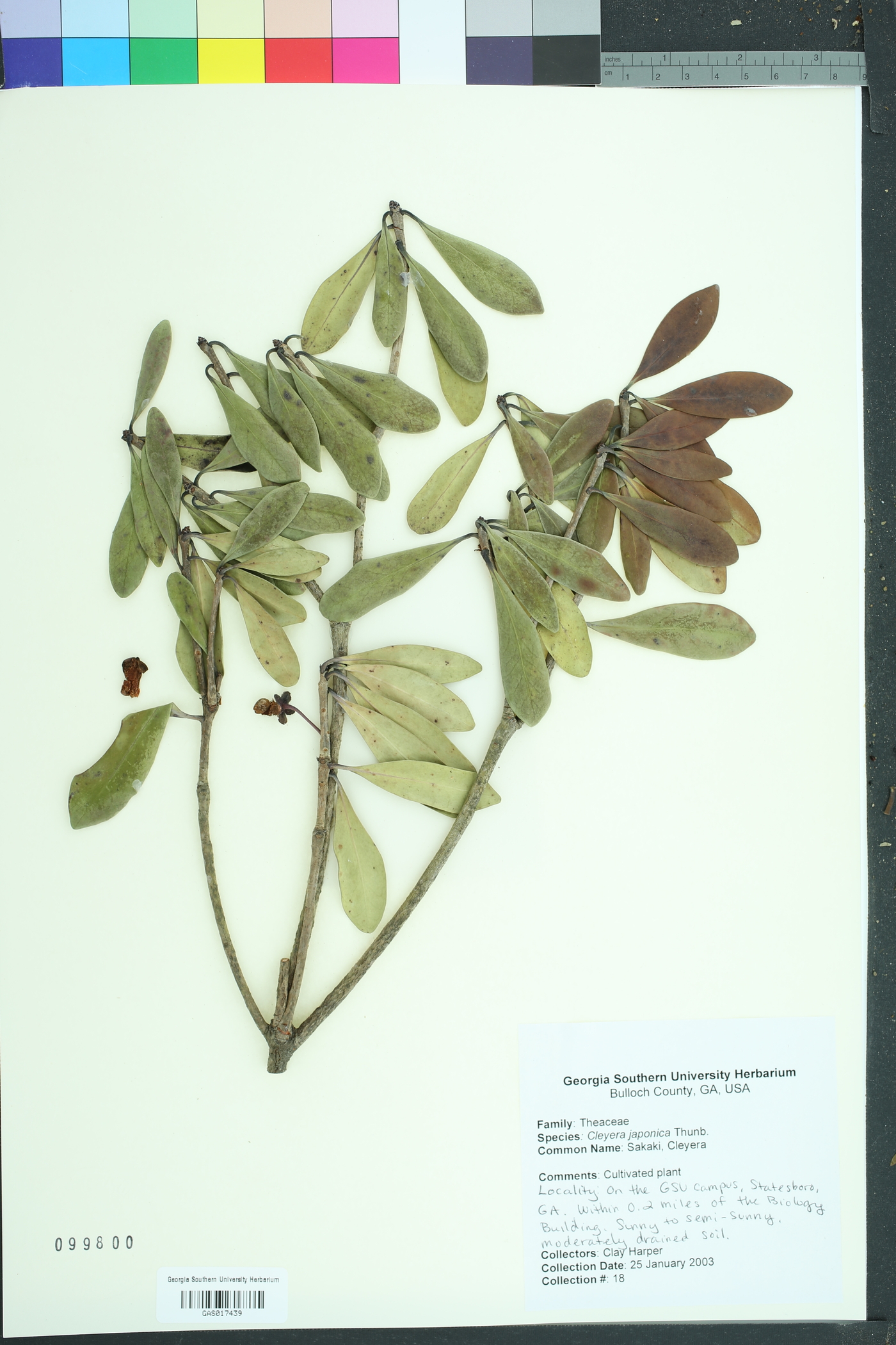 Cleyera japonica image