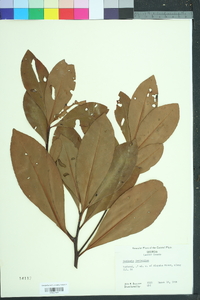 Gordonia lasianthus image