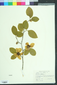 Stewartia malacodendron image