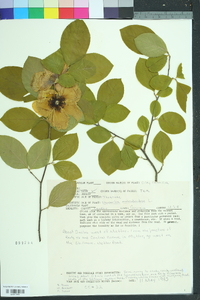 Stewartia malacodendron image