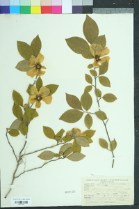 Stewartia malacodendron image