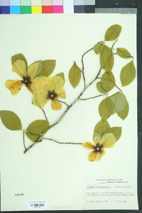 Stewartia malacodendron image