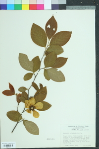 Stewartia malacodendron image