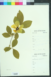 Stewartia malacodendron image