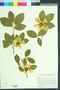 Stewartia malacodendron image