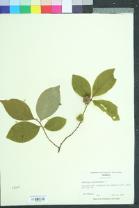 Stewartia malacodendron image