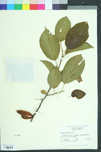 Halesia diptera image