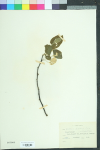 Halesia diptera image