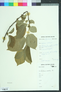 Halesia diptera image