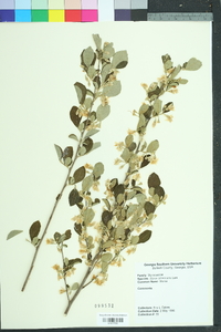 Styrax americanus image