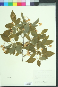 Styrax japonicus image